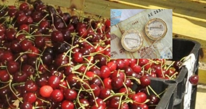 В Кюстендилско където започва кампанията по прибирането на плодовете стартира