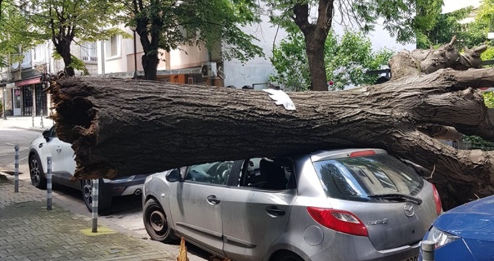Дърво падна на софийската улица Марин Дринов, в близост до