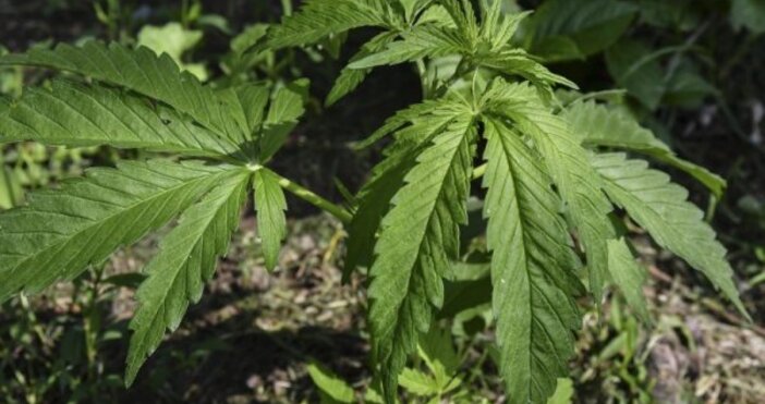 Полицията разкри парник за отглеждане на марихуана в Бургаско При