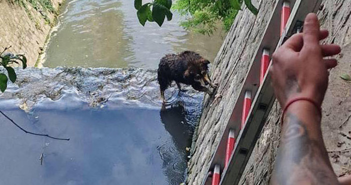 Снимки община ВарнаКученцето паднало в Шокъровия канал е спасено след