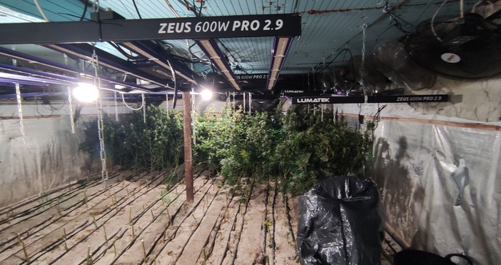 Криминалисти от ОДМВР Варна  разкриха оранжерия за отглеждане на марихуанаИззети