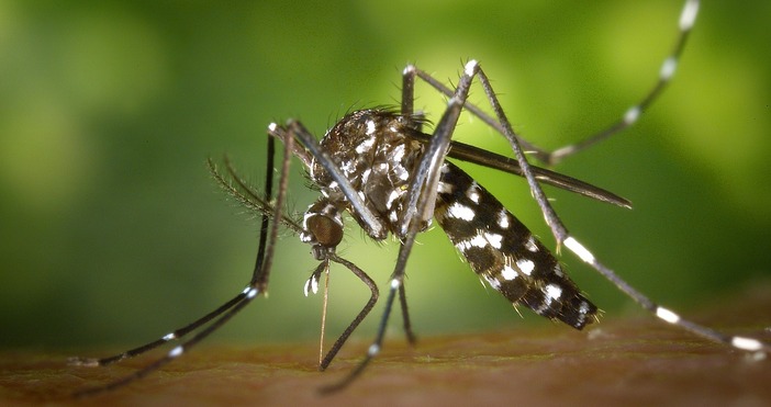 В България е засечен тигров комар а вероятно заради покачването