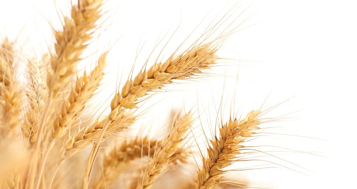 Над 6 млн тона е очакваната реколта от пшеница за