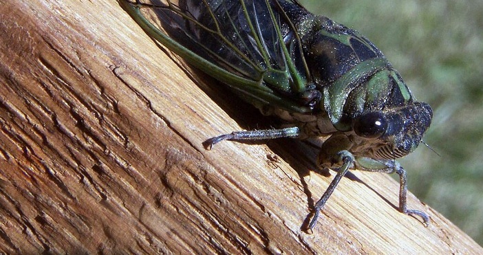 Едно от най мистериозните насекоми нападна Варна Песента на мъжките се