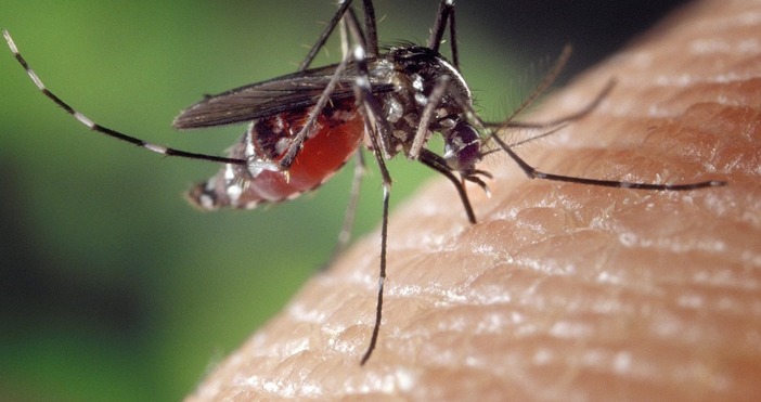 Община Варна започна обработка против комари на терени с обществено