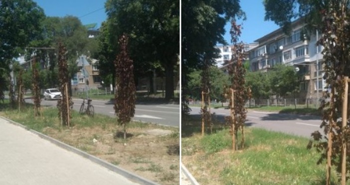 Тъжна гледка във Варна Новозасадените дървета на булевард Сливница във Варна умират от