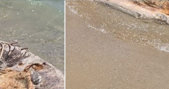 В групата Варна граждани пуснаха снимки от Южен плаж, на