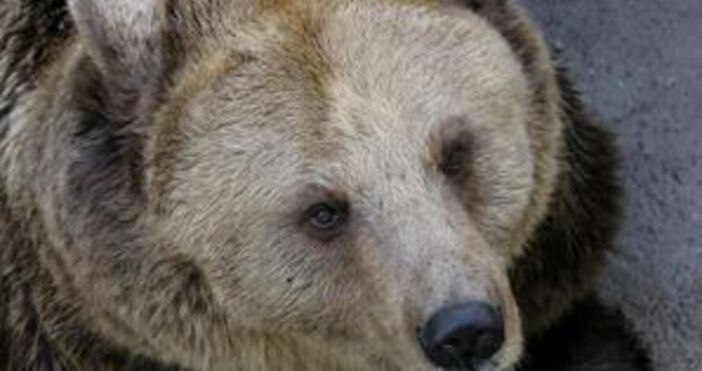 От 1 юли започва сезонът в парка за мечки край