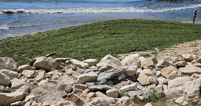 Напълно покрити с водорасли са няколко плажа във Варна След