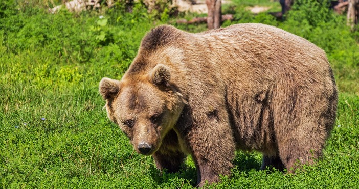Към 21 30 часа вчера туристи са видели мечка по