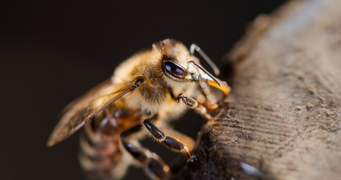 Пчелите и осите са особено активни през летните месеци и