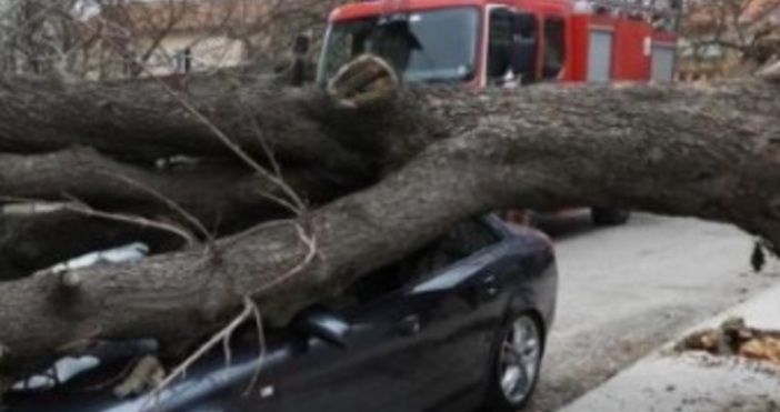 архивOгромно дърво се е стоварило върху движещ се лек автомобил