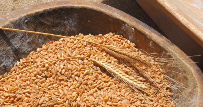 Много слаба реколта от жито отчитат зърнопроизводителите в Южна България