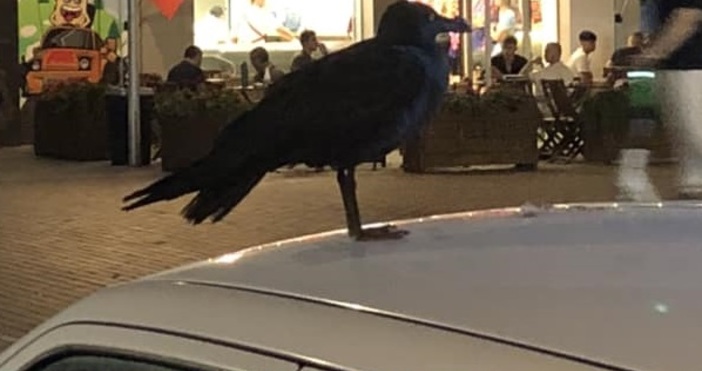 Появата на Черна чайка във Варна се превърна в сензация Мнозина