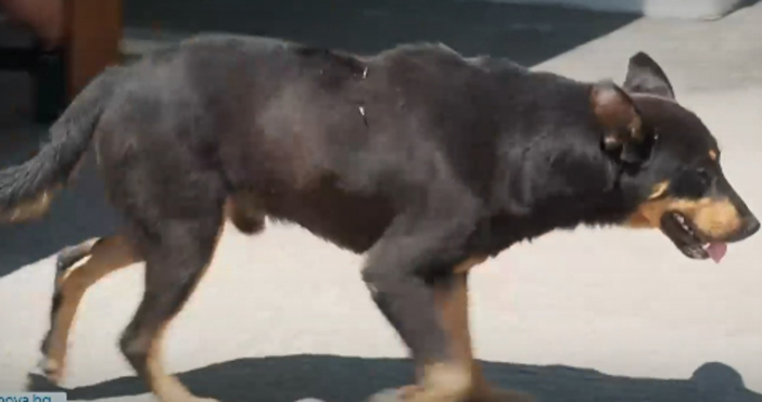 Кадри Нова телевизияЗа масово отравяне на животни по улиците на