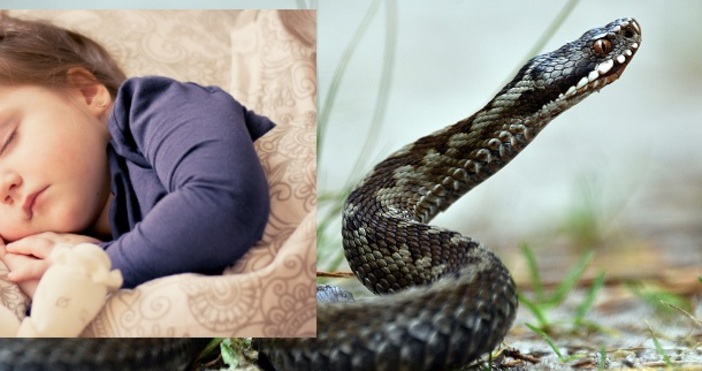 В Гърция жена беше ухапана от змия която се криела