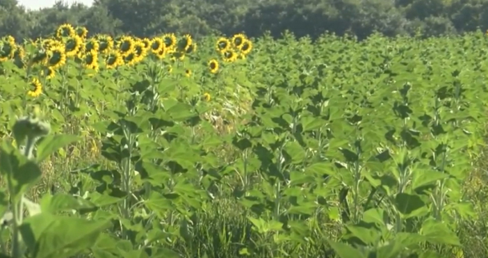 Кадри България он ерНай продължителната суша у нас за последните 40