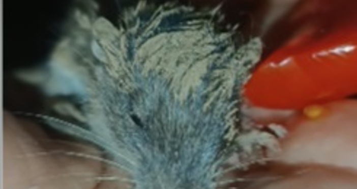 Много коментари предизвика видео от   Една шепа живот Уж вредител ама бебе Как