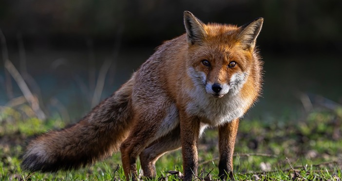 Нашествие на лисици има във врачанското село Костелево Дивите животни