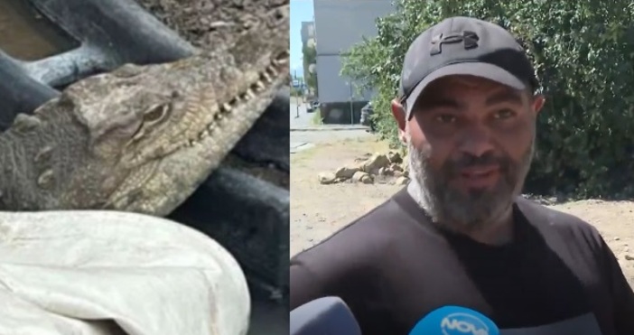 Продължава сагата с живеещия в столичния квартал Ботунец крокодил Кроки.