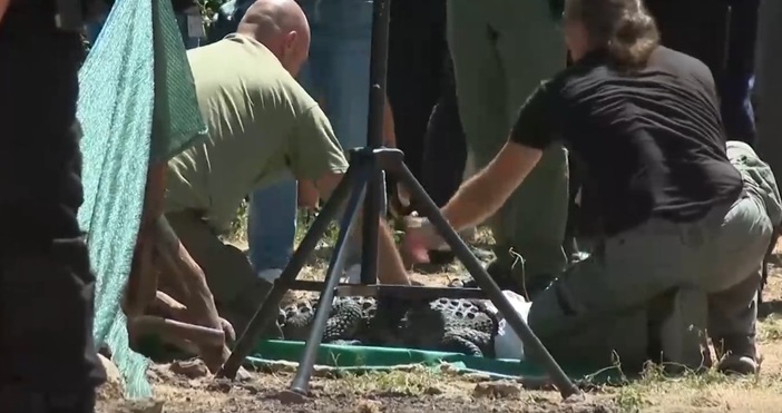 Приключи сагата с крокодила, който живееше в дупка в софийския