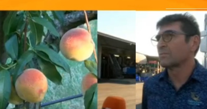 Защо изкупната цена на прасковите за компот продължава да бъде