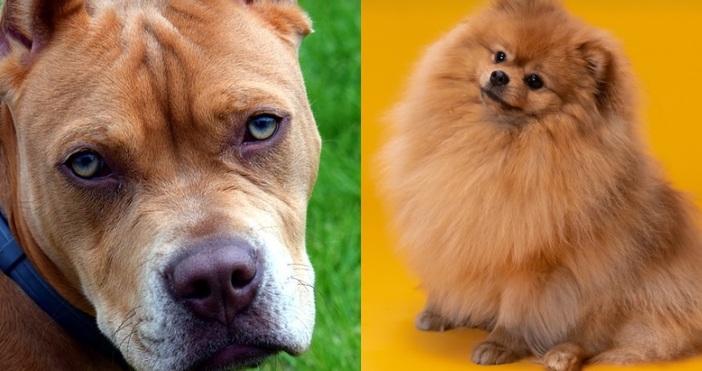 Питбул разхождан от дете на 12 години в Южния парк