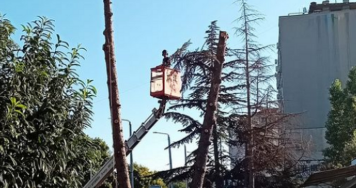 Недоволни от изсичането на 60 годишните ливански кедри в кв Аспарухово