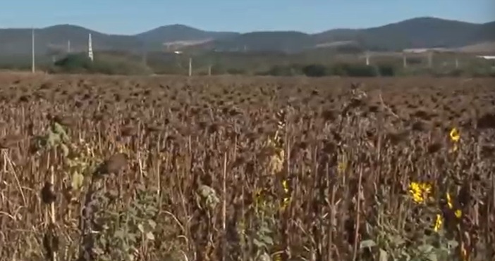 В разгара на лятото на 2024 година все по големи стават