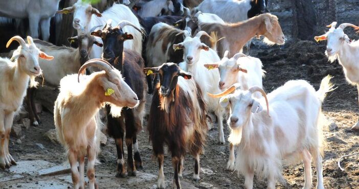 Българската агенция по безопасност на храните БАБХ приема сигнали на