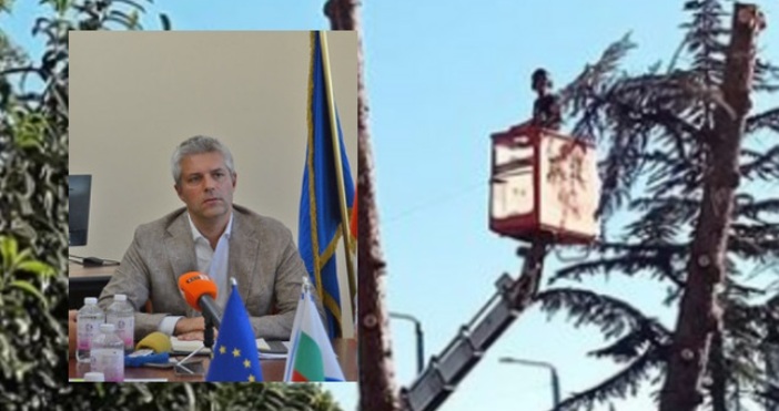 Заповедта за изсичането на седемте кедъра в Аспарухово в чиято защита