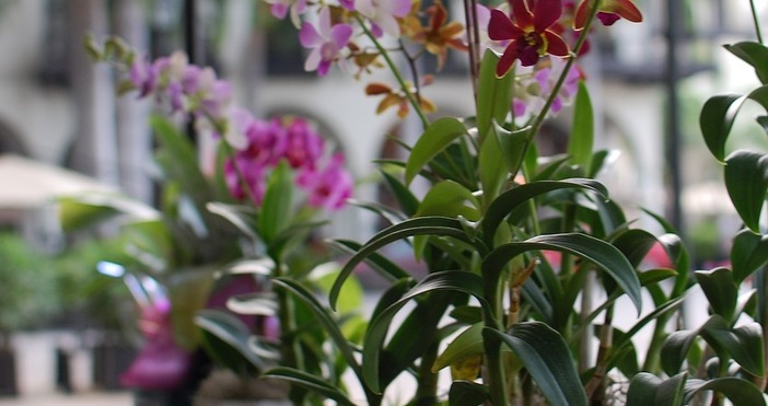 Пикът на активност на това цвете е през нощтаНе всички