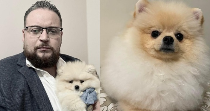 Питбул се навхърли върху померана на известния шеф готвач Илиян Симеонов