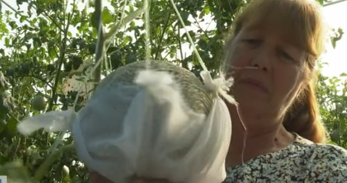 Кралският пъпеш отглеждан в пловдивското село Трилистник беше продаден на