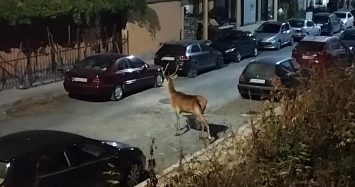 Неочакван и грациозен гост снощи в квартал Василико Царево