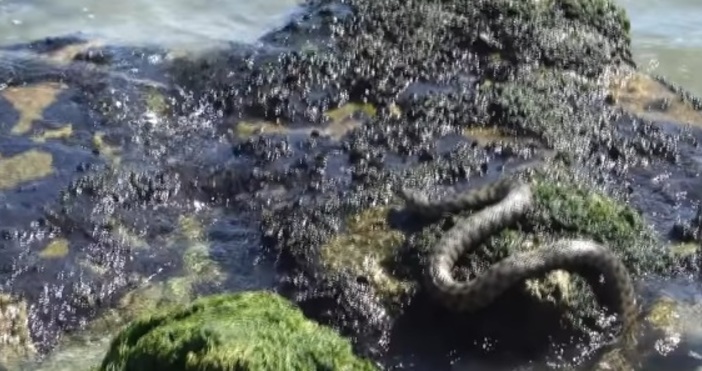 Змия беше видяна в морето до Шабла Мъж е успял