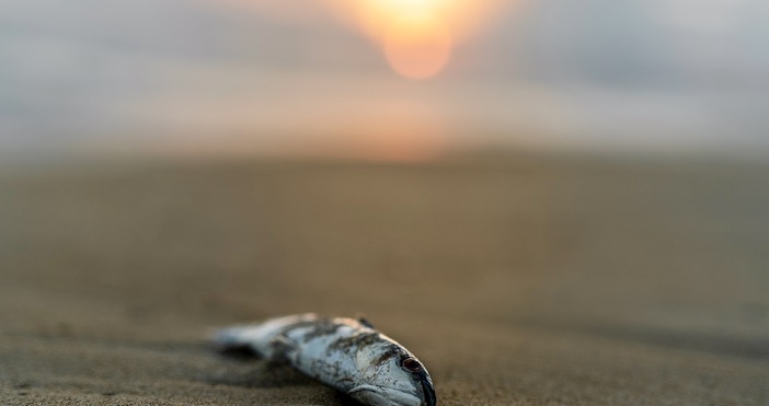 Областната дирекция на МВР в Перник се самосезира след публикации