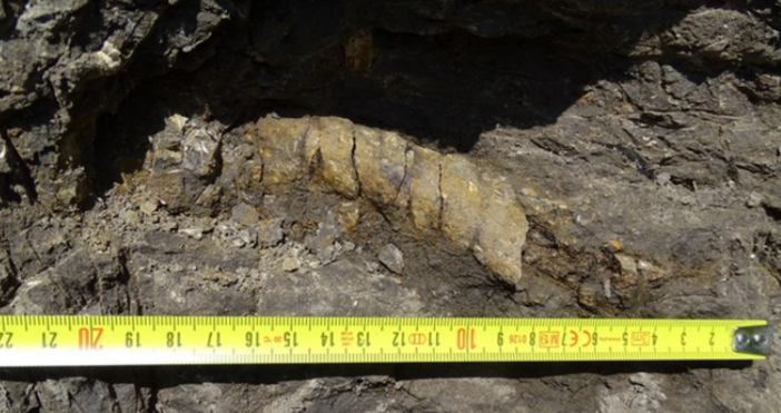 Екипът на НПМ БАН откри над 30 нови фосила