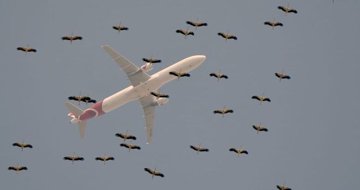 Белият щъркел започва миграция през последните дни на юли и