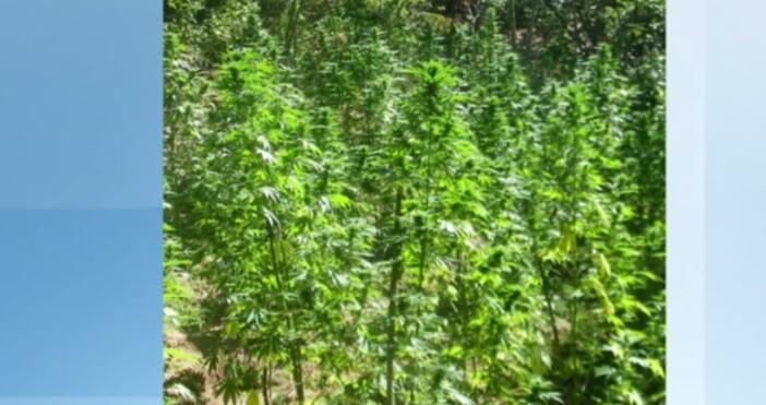 480 килограма канабис са открити в шест ниви в землищата