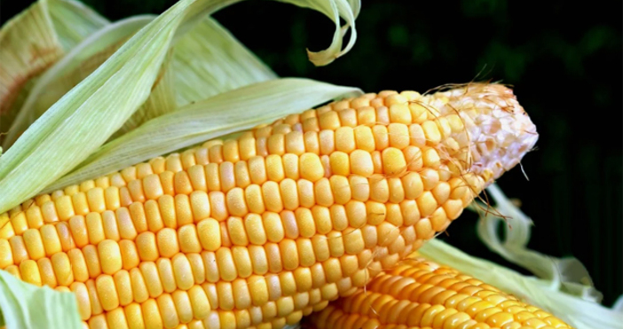 Криминалисти от участъка в град Брусарци са разкрили кражба на