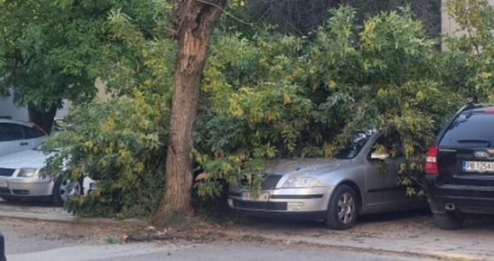 Забелязано в Кючука  Огромен клон се стовари върху коли в пловдивския