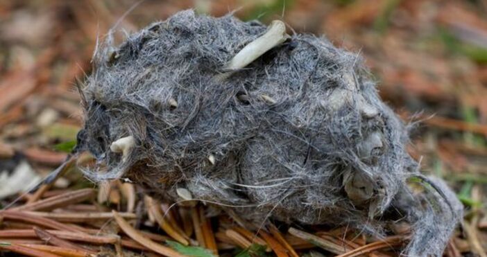 Много любопитен пост пуснаха от варненския зоокът Ето какво пишат учените  В