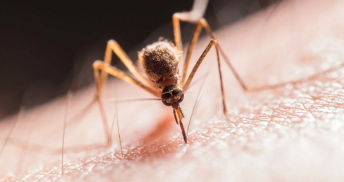 Два случая на западнонилска треска са регистрирани в страната Това