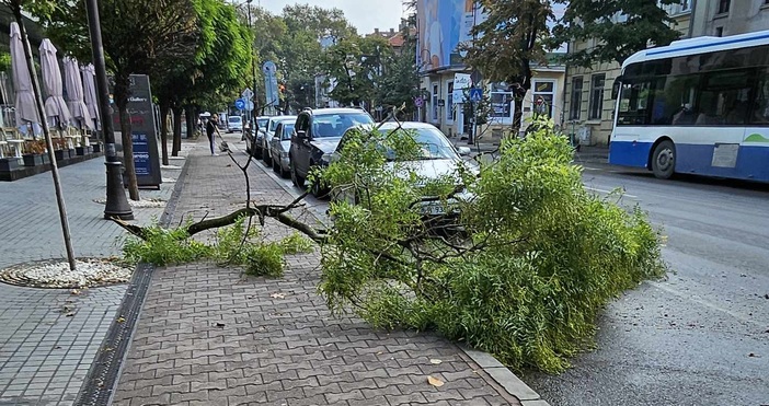 От силната буря във Варна голям клон се е стоварил на тротоара