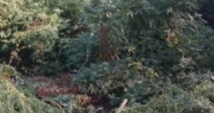 Лаборатория за канабис е разкрита в ловешкото село Александрово Криминалисти