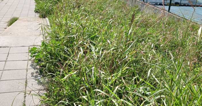 Така изглеждат пешеходните пътеки около Детски кът и не само