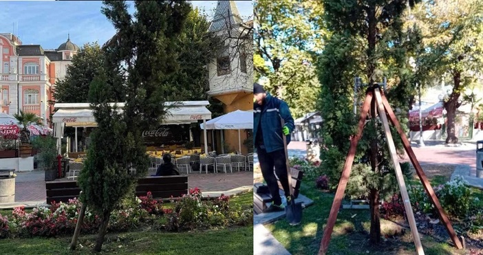 Дръвчетата по Главната на Варна ще бъдат изправени Изправяме дръвчетата