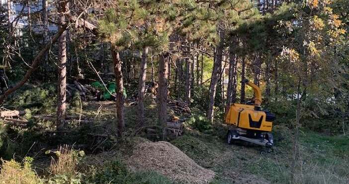 Забелязано във Варна Г БожковаКакто Петел писа сеч на дървета