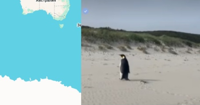 Императорски пингвин изненада местните жители когато се появи на плаж